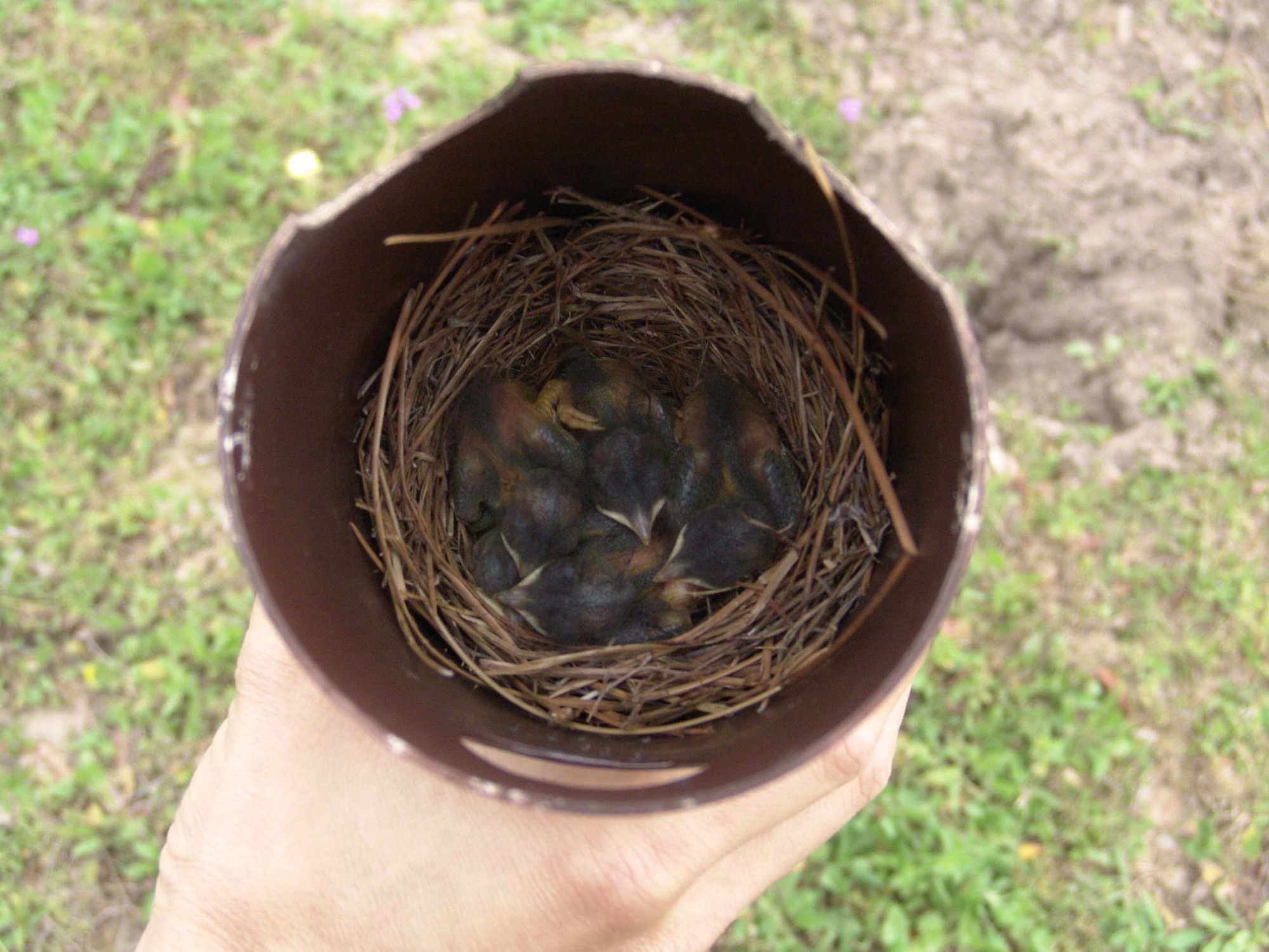 EGLIN AIR FORCE BASE, Fla. -- Bluebird hatchlings snuggle together on a cold morning.  A typical nest has between three to five eggs, said Master Sgt. William Burke, a fuels specialist with the 96th Logistics Readiness Squadron here.  After incubating for two weeks, the blue eggs hatch.  It will take 16 to 22 more days for the hatchlings to leave the nest.  Sergeant Burke has made about 25 birdhouses here for Eastern Bluebirds.  (U.S. Air Force photo by Senior Airman Mike Meares)