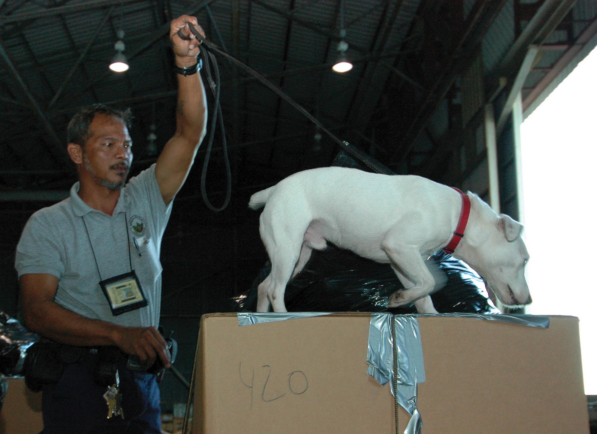 ANDERSEN AIR FORCE BASE, Guam (AFPN) -- Tony Manibusan and his dog, Sawyer, search for brown tree snakes among pallets destined for the Micronesian islanders The donated food items will be used in this year's Operation Christmas Drop, a 53-year-old tradition. C-130 Hercules aircraft from Yokota Air Base, Japan, loaded up the donated gifts and "delivered" them via parachute to the islanders. Mr. Manibusan and Sawyer are with the U.S. Department of Agriculture's wildlife services agency. (U.S. Air Force photo by Staff Sgt. Karen J. Tomasik)