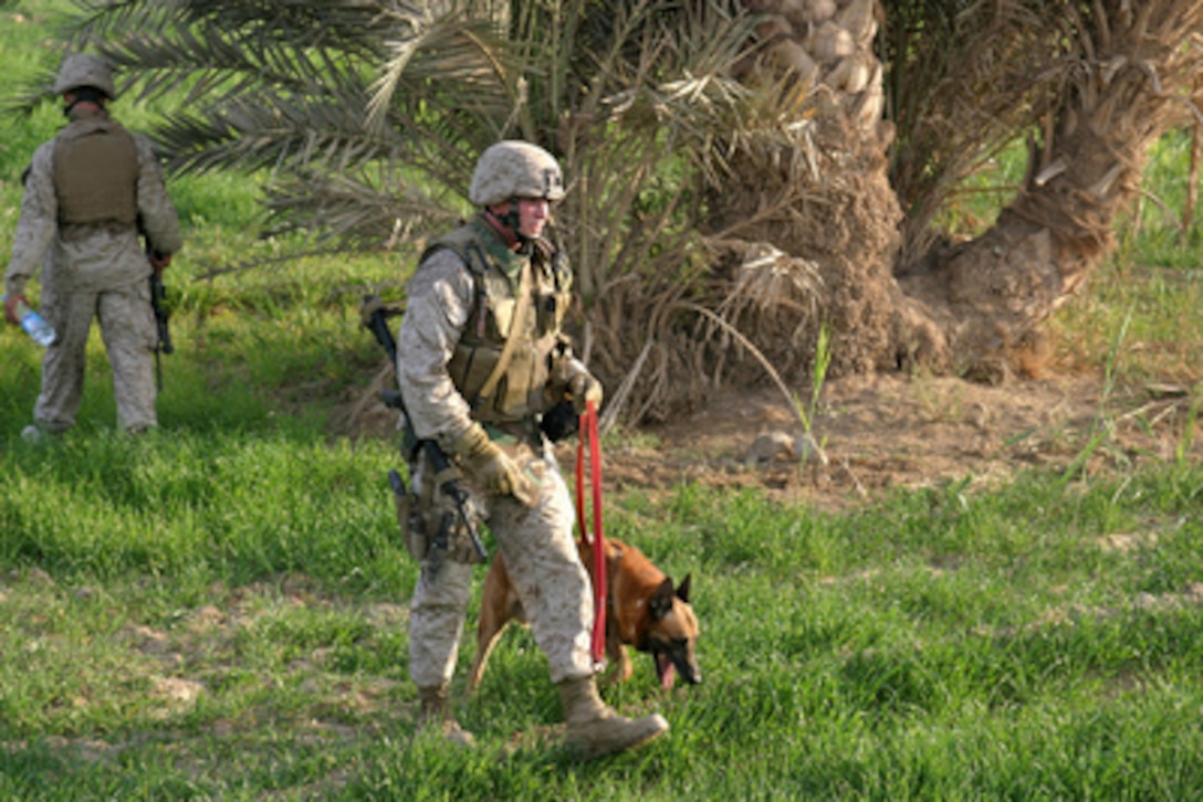 Marine Lance Cpl. John Paul Schilling and his military working dog Bosco search for weapon caches during an operation in Saqlawiyah, Iraq, on Dec. 5, 2005. Schilling and Bosco are attached to Weapons Company, 2nd Battalion, 6th Marine Regiment. 