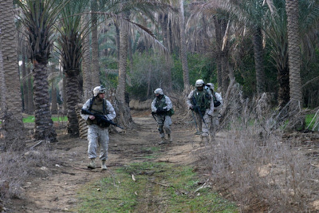 U.S. Marines patrol in a palm grove outside Hadithah, Iraq, searching for insurgents and weapons caches on Jan. 27, 2005. The Marines are assigned to the 1st Battalion, 23rd Marine Regiment. 