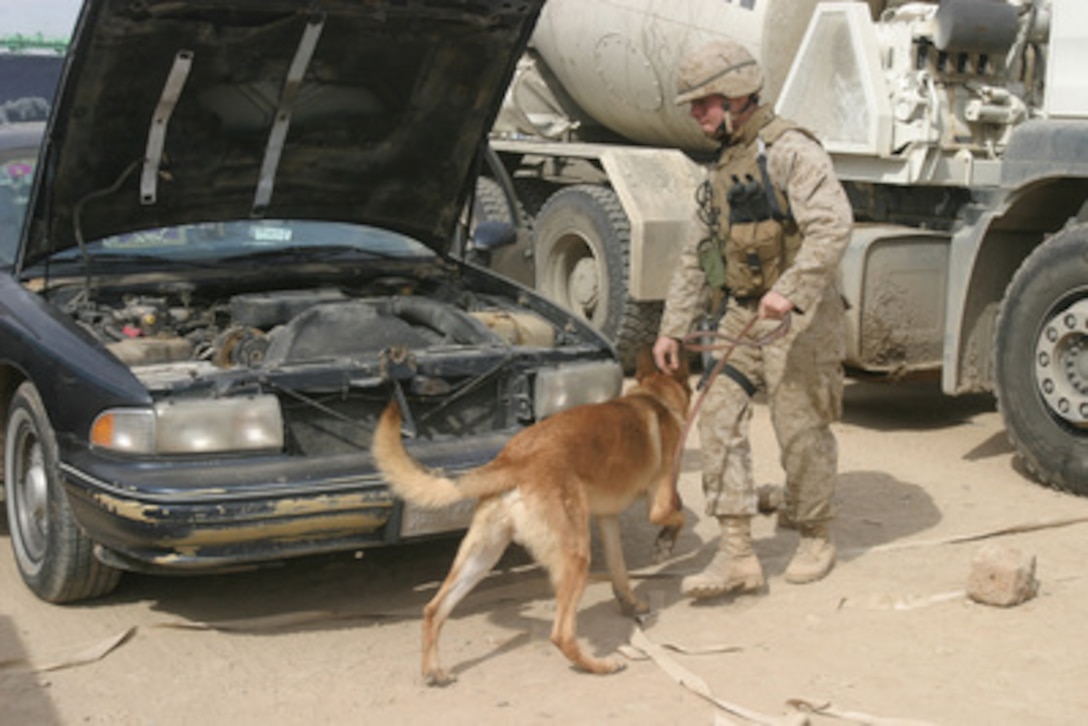 Marine Lance Cpl. Christopher Green and his K-9 partner search vehicles at a vehicle checkpoint in Ar Ramadi, Iraq, on Feb. 22, 2005. Marines of the 1st Marine Division are engaged in Security and Stabilization Operations in the Al Anbar Province of Iraq. Green and his K-9 partner are attached to the 2nd Battalion, 5th Marines. 