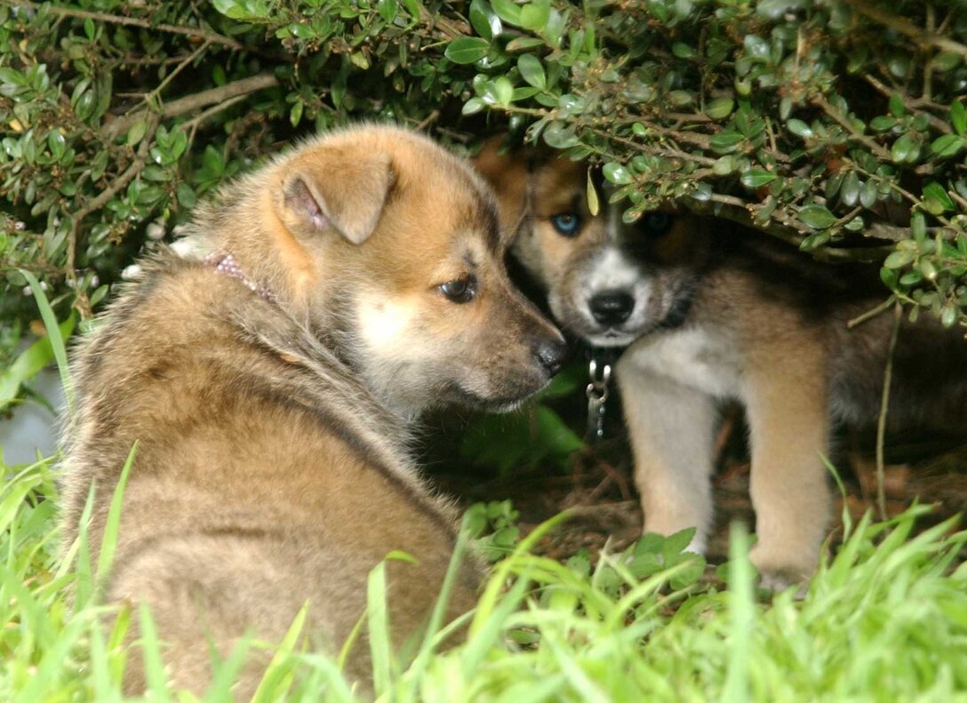 Roxy and Napolean, two German sheppard/husky mix puppies, know the importance of staying cool in the shade during hot and humid weather.