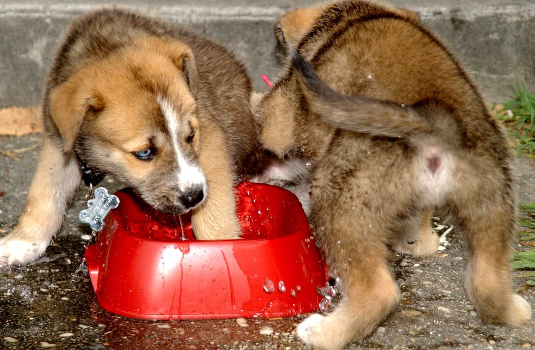 Napolean and Roxy, two German sheppard/husky mix puppies, play in their water bowl on a hot summer's day.