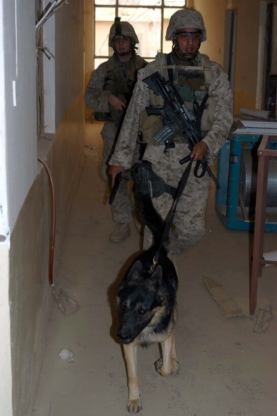 AR RAMADI Iraq (June 30, 2005) - Corporal Christopher Bello, military dog handler with 2nd Military Police Battalion, 2nd Marine Division, currently attached to 1st Battalion, 5th Marine Regiment, and his dog, Kestor, search an abandoned building for weapons during a mission in the city here June 25 with Company A Marines. The 23-year-old from Queens, New York, and his three-year-old German Shepherd partner conduct daily missions alongside infantrymen with 1st Battalion, 5th Marines in support of Operation Iraqi Freedom. Their mission is to detect explosives, explosive making materials and weapons. Photo by: Cpl. Tom Sloan