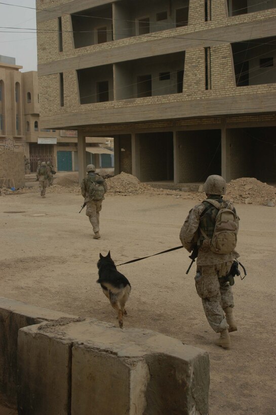 AR RAMADI Iraq (June 30, 2005) - Corporal Christopher Bello, military dog handler with 2nd Military Police Battalion, 2nd Marine Division, currently attached to 1st Battalion, 5th Marine Regiment, and his dog, Kestor, quickly run across an open area during a mission in the city here June 25 with Company A Marines. The 23-year-old from Queens, New York, and his three-year-old German Shepherd partner conduct daily missions alongside infantrymen with 1st Battalion, 5th Marines in support of Operation Iraqi Freedom. Their mission is to detect explosives, explosive making materials and weapons. Photo by: Cpl. Tom Sloan