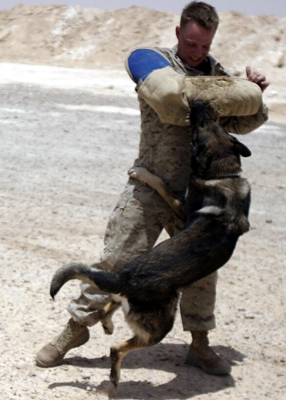 Al Asad, Al Anbar, Iraq (July 10, 2005)--Lance Cpl. Stephen C. Babbitt, a 23-year-old  military working dog handler with RCT-2 from New Orelans, and Dany, a 5-year-old German Sheperd impact during an agression training session here . (Official USMC Photo by Corporal Ken Melton)