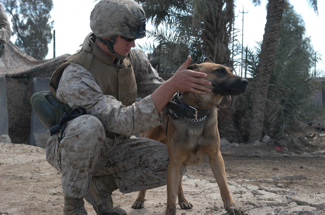 HURRICANE POINT, Ar Ramadi, Iraq (March 12, 2005) - While on the job, Lance Cpl. Marshall S. Spring, a military dog handler with Operation Force Protection, I Marine Expeditionary Force, grooms his partner, Rex, a three-year-old Belgium Malonois. Spring, 21, of Ashland, Oregon, and Rex are deployed here from Twenty-nine Palms, Calif., supporting Operation Iraqi Freedom while attached to 1st Battalion, 5th Marine Regiment. They have the mission of conducting random vehicle checks at the three vehicle checkpoints just outside the camp's perimeter. The two have developed a special bond between them. (Official United States Marine Corps photo by Cpl. Tom Sloan)
