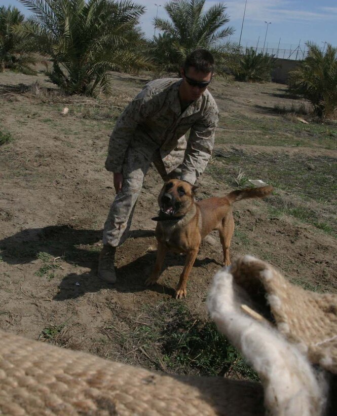 HURRICANE POINT, Ar Ramadi, Iraq (March 12, 2005) -- Rex, a three-year-old Belgium Malonois, gets ready to rip into an aggression sleeve on the arm of a Marine. His handler, Lance Cpl. Marshall S. Spring, a military dog handler with Operation Force Protection, I Marine Expeditionary Force, gets ready to release him. Spring, 21, of Ashland, Oregon, and Rex are deployed here from Twenty-nine Palms, Calif., supporting Operation Iraqi Freedom while attached to 1st Battalion, 5th Marine Regiment. They have the mission of conducting random vehicle checks at the three vehicle checkpoints just outside the camp's perimeter. The two have developed a special bond between them. (Official United States Marine Corps photo by Cpl. Tom Sloan)