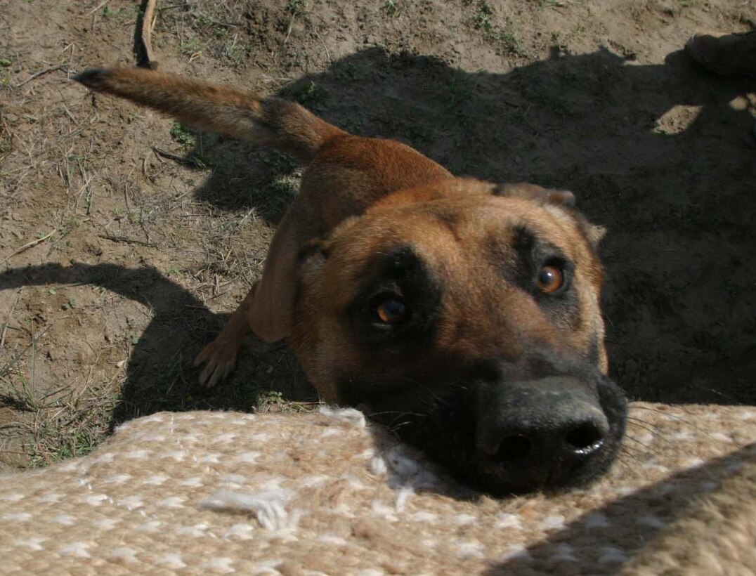 HURRICANE POINT, Ar Ramadi, Iraq (March 12, 2005) -- Rex, a three-year-old Belgium Malonois, bites into an aggression sleeve worn on the arm of a Marine. Rex and his handler, Lance Cpl. Marshall S. Spring, a military dog handler with Operation Force Protection, I Marine Expeditionary Force, are deployed here from Twenty-nine Palms, Calif., supporting Operation Iraqi Freedom while attached to 1st Battalion, 5th Marine Regiment. They have the mission of conducting random vehicle checks at the three vehicle checkpoints just outside the camp's perimeter. The two have developed a special bond between them. (Official United States Marine Corps photo by Cpl. Tom Sloan)
