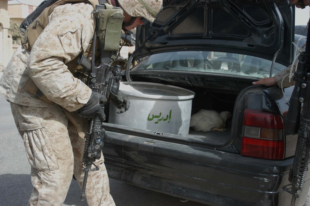 AR RAMADI Iraq (July 16, 2005) - Sergeant Brian S. Foster, squad leader, 1st Squad, 4th Platoon, Company A, 1st Battalion, 5th Marine Regiment, discovers a chicken in the truck of an Iraqi man's car while searching vehicles in the Al Anbar capital city July 14 during Operation Fire. The 27-year-old from Virginia Beach, Va., and other Marines with the Camp Pendleton, Calif., based infantry battalion stopped traffic in various parts of the city and conducted vehicle and personnel searches during the three-hour operation, which netted the capture of seven insurgents. Photo by: Cpl. Tom Sloan