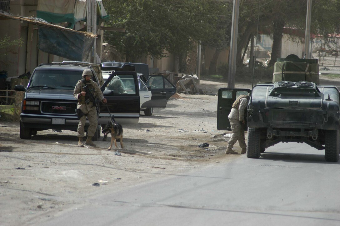 AR RAMADI Iraq (July 16, 2005) - Corporal Christopher Bello, a military dog handler with 2nd Military Police Battalion, 2nd Marine Division, and his three-year-old German shepherd assist Marines with 1st Battalion, 5th Marine Regiment in searching vehicles in the Al Anbar capital city July 14 during Operation Fire. Twenty-three-year-old Bello from Queens, NY., assisted Marines with 1st Battalion, 5th Marines as they stopped traffic in various parts of the city and conducted vehicle and personnel searches during the three-hour operation, which netted the capture of seven insurgents. Photo by: Cpl. Tom Sloan