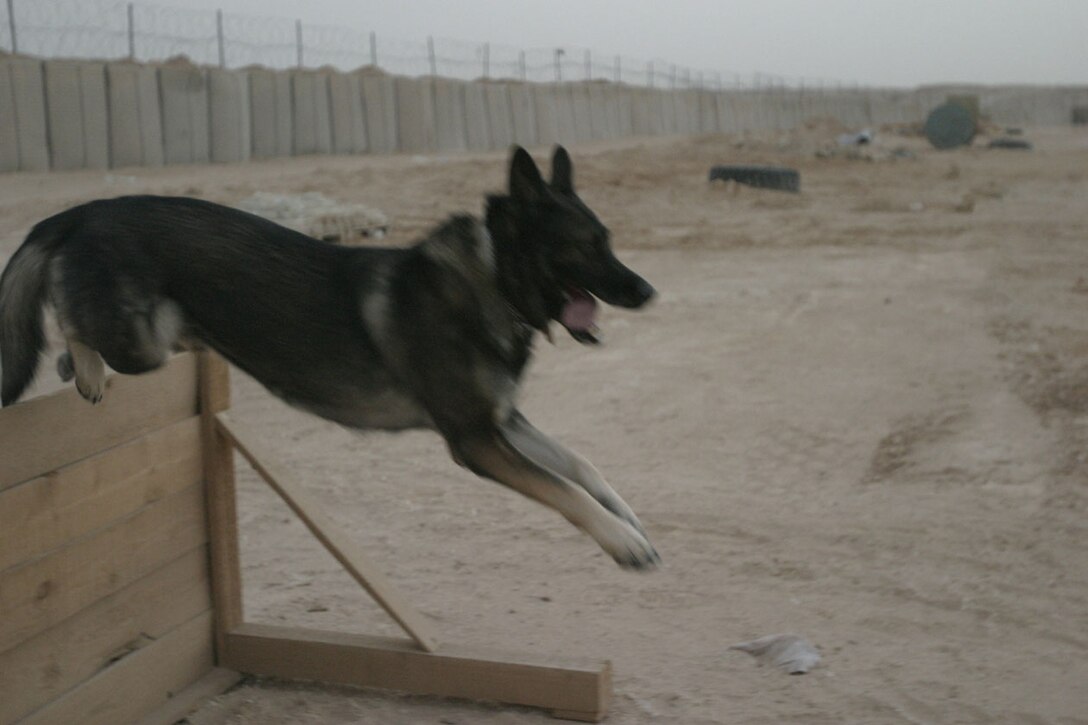 CAMP RIPPER, AL ASAD, Iraq (August 14, 2005)- A canine with the K-9 Corps detachment of Regimental Combat Team-2 jumps over an obstacle during a course here. The canines with RCT-2 play an important role in combat operation in the Al Anbar province of Iraq, searching for weapons caches, improvised explosive devices and other weapons, escorting detainees and searching houses, cars and open areas for contriband. (Official U.S. Marine Corps photo by Lance Cpl Lucian Friel (RELEASED)