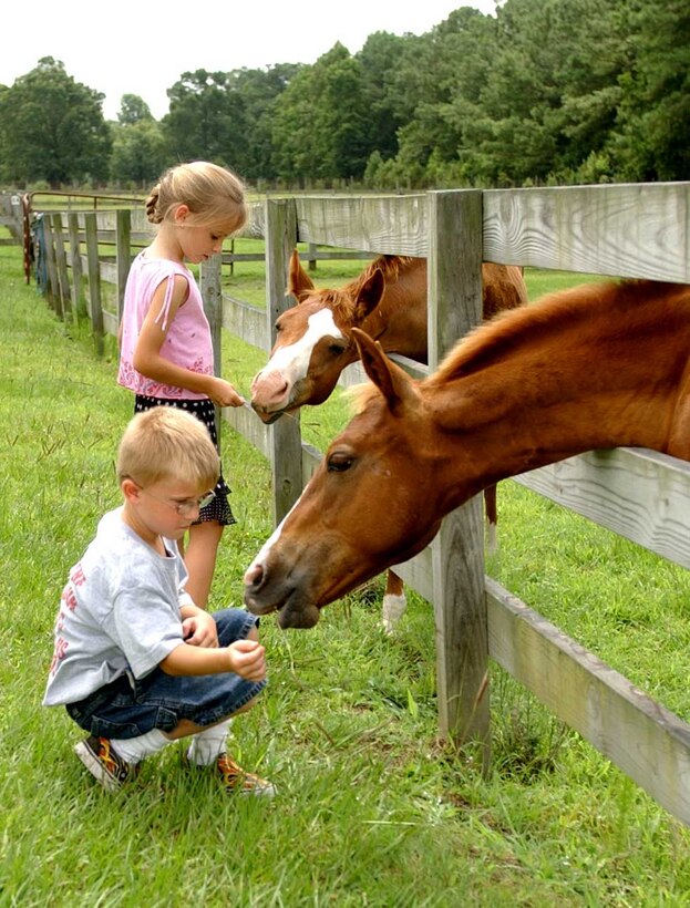 Thomas Green and Paige Smith, Scarlet and Gold Riding Club members, feed Carmine and Willy, two ponies boarded at the stables here.