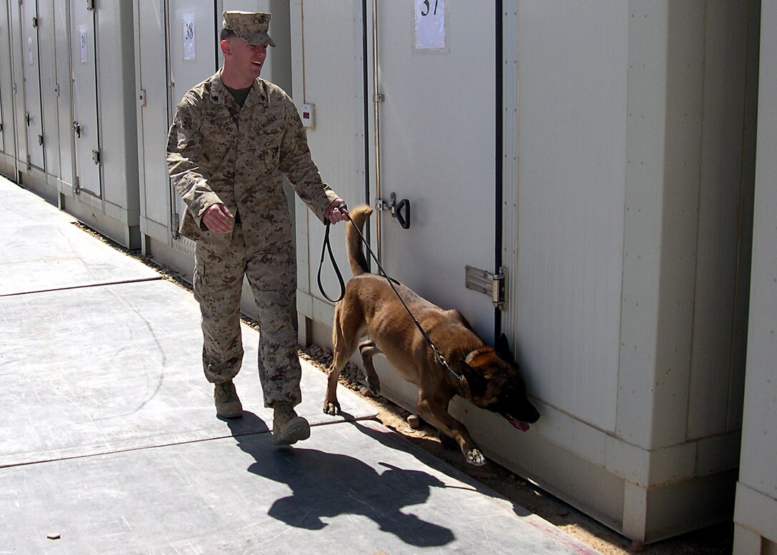 Camp Ripper, Al Anbar, Iraq (April 7, 2005)-- Sgt. Christopher S. Moulton, a 23- year-old Augusta, Ga., native, and Fido, a 7-year-old Belgian Malinois, conduct a routine search that can lead to anything from contraband to explosive items. (Official USMC Photo by Corporal Ken Melton)