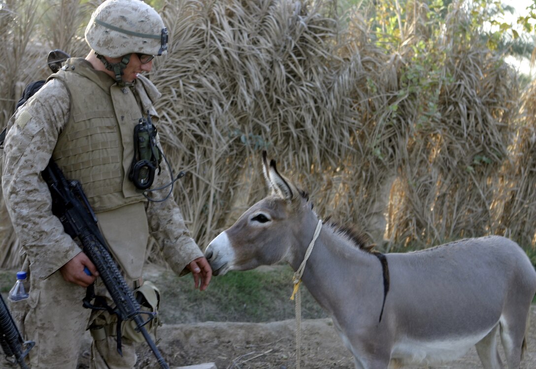 SAQLAWIYAH, Iraq - Lance Cpl. Edwin Nason, a combat engineer with 2nd Platoon, Company A, 1st Battalion, 6th Marine Regiment, stops to pet a donkey in a farm field here July 21 during Operation Hard Knock.  Combat engineers assisted Company A, 1st Battalion, 6th Marine Regiment personnel and Iraqi Security Forces in sweeping through northern Saqlawiyah's Al Zakarit district to look for weapons and insurgent activity, as well as gather census information on the populace.