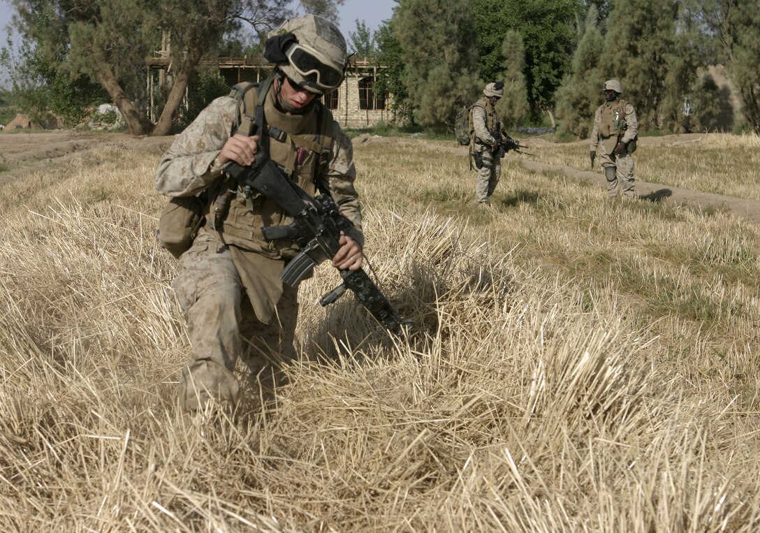 SAQLAWIYAH, Iraq - Lance Cpl. Marc G. Allison, a rifleman with 3rd Squad, 2nd Platoon, Company A, 1st Battalion, 6th Marine Regiment, stomps through a patch of grass in a field outside Saqlawiyah May 22.  The 21-year-old Byhalia, Miss. native's unit worked alongside Iraqi soldiers and combat engineers to sweep through numerous farm fields outside Saqlawiyah, looking for hidden weapons caches and insurgent activity.