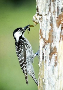 A Red-cockaded Woodpecker takes a cockroach back to his nest.