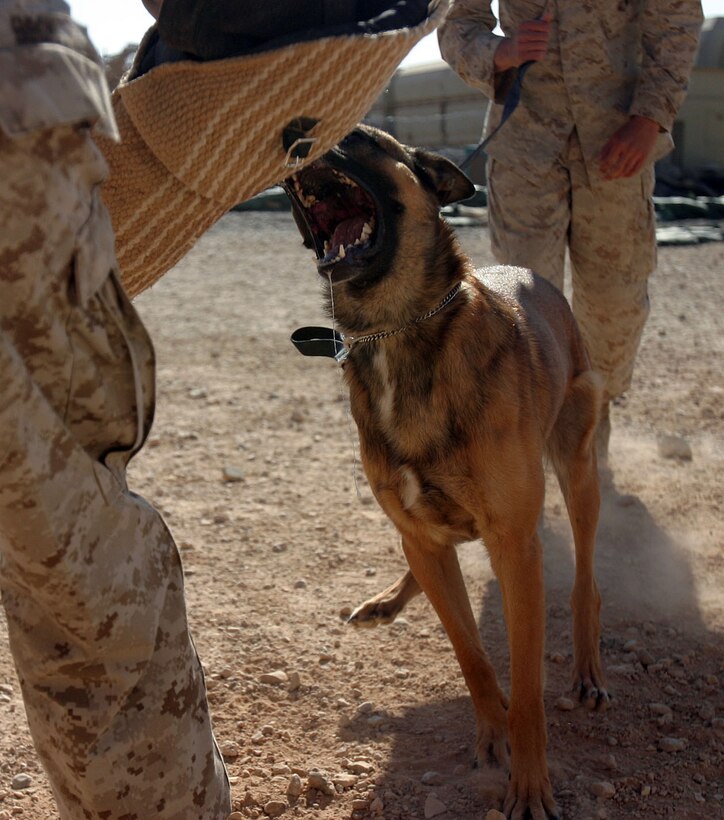 CAMP AL QA'IM, Iraq (Sept. 16, 2005) - Spike, a three-year-old Belgian Melinios military working dog prepares to sink his teeth into a bite bag on the arm of Philadelphia native Cpl. Jeffrey S. Beck, military police working dog handler, 2nd Military Police Battalion, Regimental Combat Team - 2.  (Official U.S. Marine Corps photo by Sgt. Jerad W. Alexander)::n::