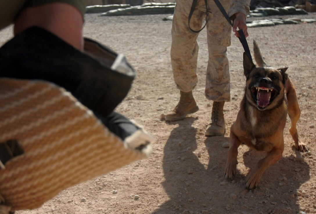 CAMP AL QA'IM, Iraq (Sept. 16, 2005) - Spike, a three-year-old Belgian Melinios military working dog snarls in anticipation before being released by his handler, Phoenix native Sgt. Jerrod M. Glass, military police working dog handler, 2nd Military Police Battalion, Regimental Combat Team - 2.  (Official U.S. Marine Corps photo by Sgt. Jerad W. Alexander)