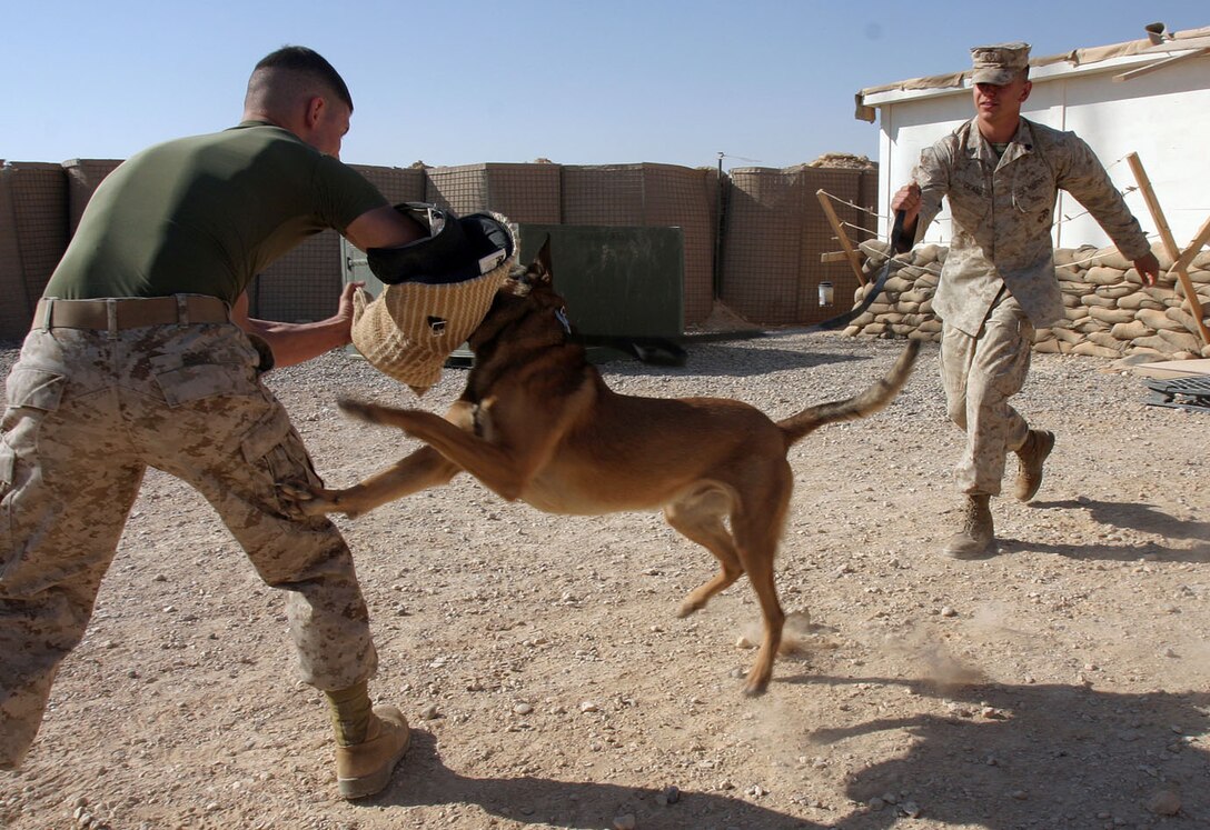CAMP AL QA'IM, Iraq (Sept. 16, 2005) - Phoenix native Sgt. Jerrod M. Glass, military police working dog handler, 2nd Military Police Battalion, Regimental Combat Team - 2, watches while his dog Spike, a three-year-old Belgian Melinios military working dog, attacks Philadelphia native Cpl. Jeffrey S. Beck, military working dog handler, 2nd Military Police Bn., Regimental Combat Team - 2.  (Official U.S. Marine Corps photo by Sgt. Jerad W. Alexander)