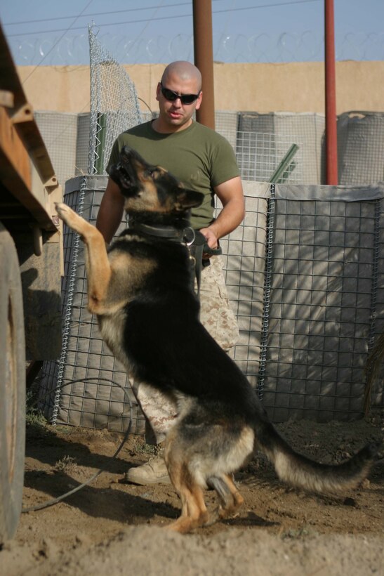 CAMP BLUE DIAMOND, RAMADI, Iraq - Lance Corporal Sherman P. Salisbury, a military dog handler with 2nd Military Police Battalion, 2nd Marine Division works with his 80 pound German Shepard Dano during a training session here. Dano is trained in patrolling and also explosives and weapons detection. The main effort of his work is in his detection skills. Salisbury and Dano often man the front gate of the camp searching through the various food and supply trucks sniffing out any weapons or explosives. Official U.S. Marine Corps photo by Sgt. Ryan S. Scranton