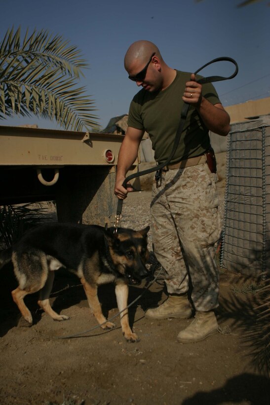 CAMP BLUE DIAMOND, RAMADI, Iraq - Lance Corporal Sherman P. Salisbury, a military dog handler with 2nd Military Police Battalion, 2nd Marine Division works with his 80 pound German Shepard Dano during a training session here. Dano is trained in patrolling and also explosives and weapons detection. The main effort of his work is in his detection skills. Salisbury and Dano often man the front gate of the camp searching through the various food and supply trucks sniffing out any weapons or explosives. Official U.S. Marine Corps photo by Sgt. Ryan S. Scranton