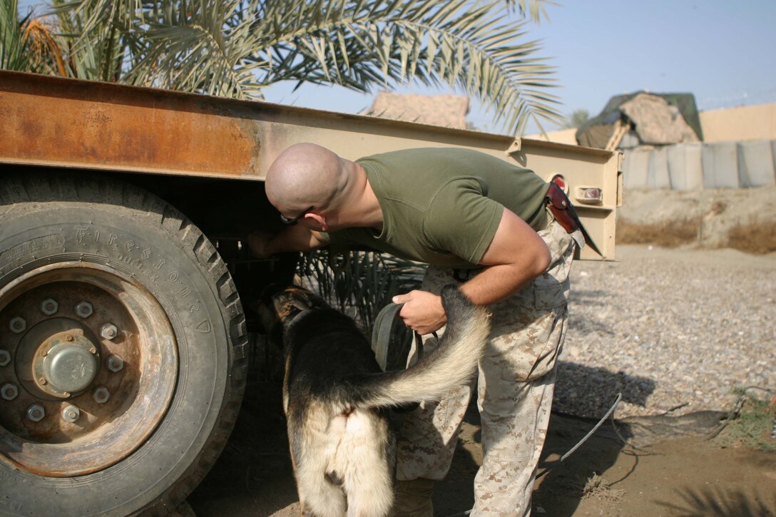 CAMP BLUE DIAMOND, RAMADI, Iraq - Lance Corporal Sherman P. Salisbury, a military dog handler with 2nd Military Police Battalion, 2nd Marine Division works with his 80 pound German Shepard Dano during a training session here. Dano is trained in patrolling and also explosives and weapons detection. The main effort of his work is in his detection skills. Salisbury and Dano often man the front gate of the camp searching through the various food and supply trucks sniffing out any weapons or explosives. Official U.S. Marine Corps photo by Sgt. Ryan S. Scranton