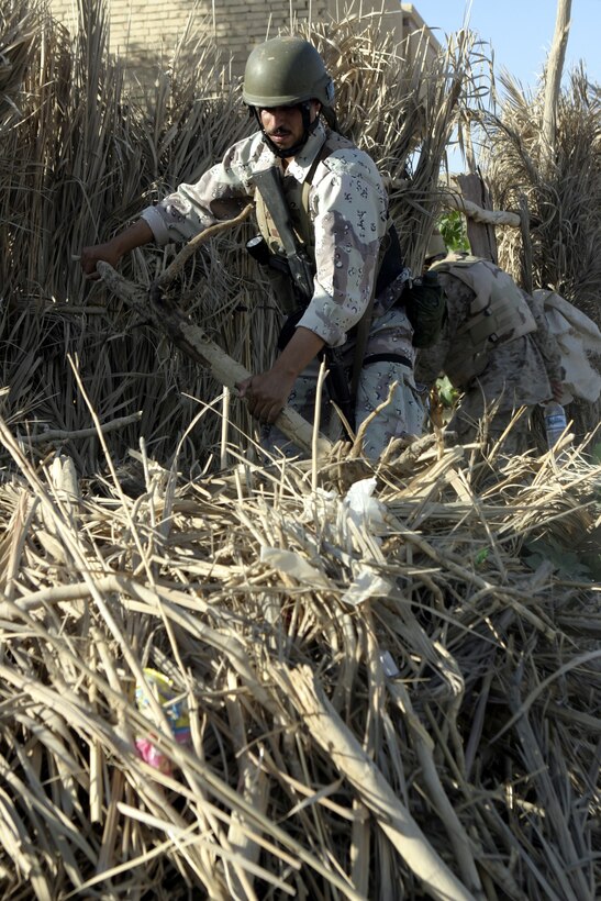 SAQLAWIYAH, Iraq - An Iraqi soldier searches through bramble for buried weapons and explosive devices in a village outside Saqlawiyah codenamed 'Shadyville' June 29.  Iraqi Security Forces assisted Company A, 1st Battalion, 6th Marine Regiment personnel and combat engineers from 2nd Platoon, Company A, 2nd Combat Engineer Battalion during 'Operation Shadyville,' a mission that netted several suspected insurgent supporters, two improvised explosive devices, and 50 AK-47 assault rifles.