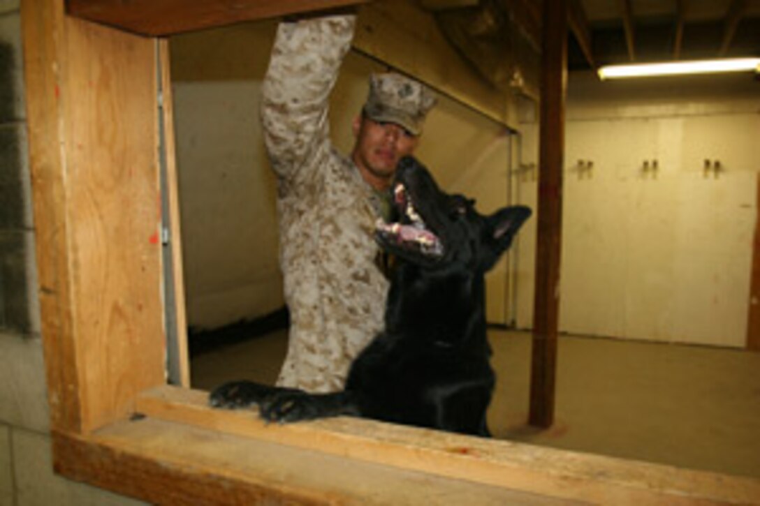 Sgt. Rynne W. Brandt, the Provost Marshal?s Office assistant kennel master and a military working dog handler, instructs his dog, Jack, to inspect a windowsill for explosives during a certification exercise at an empty building here July 29.  Maj. Wesley T. Prater, Combat Center provost marshal, certified four dogs after they successfully detected nine hidden explosive substances inside the building and in a nearby car.