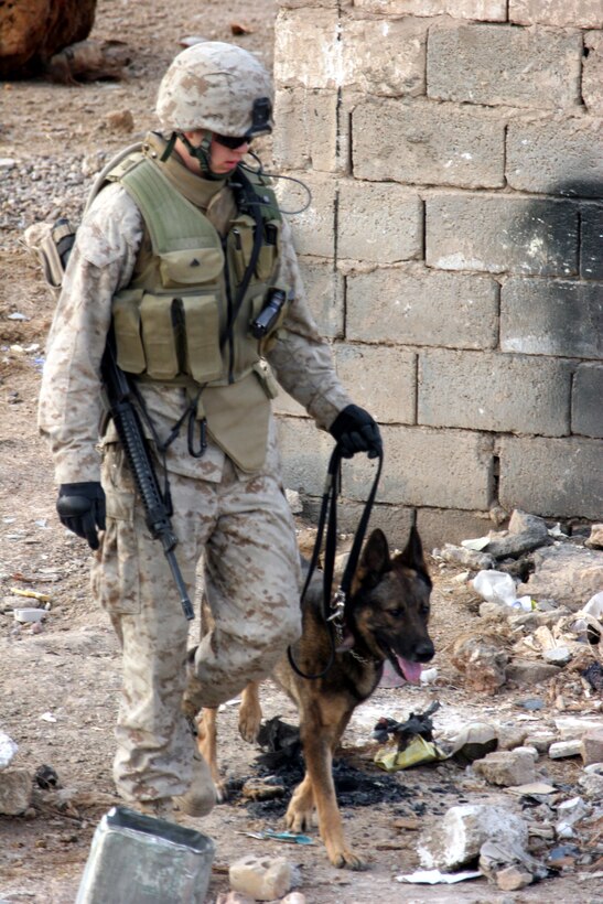 AR RAMADI, Iraq ? A Marine from 3rd Battalion, 7th Marine Regiment and his working dog search for hidden weapons caches during Operation Block Party 6 Nov. 30.