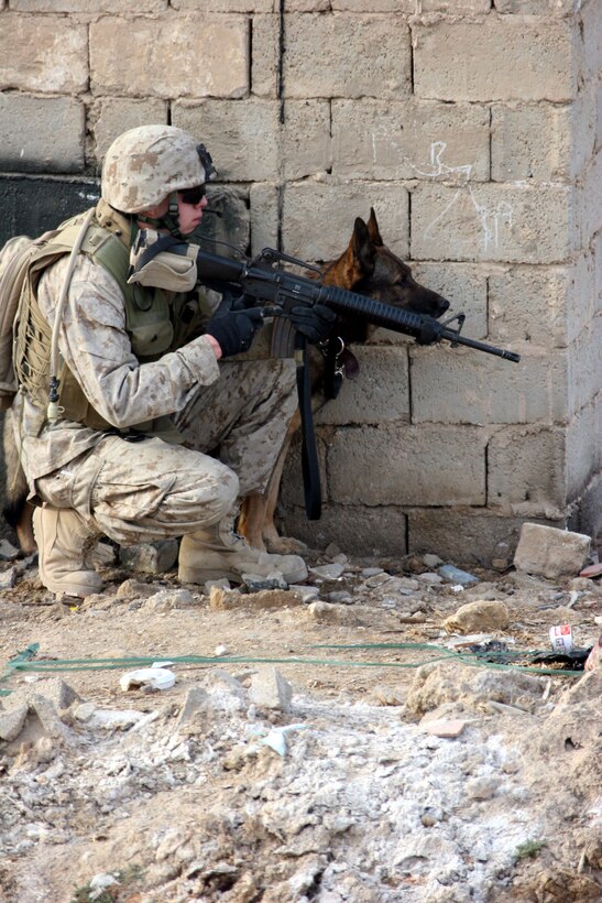 AR RAMADI, Iraq ? A Marine from 3rd Battalion, 7th Marine Regiment and his working dog search for hidden weapons caches during Operation Block Party 6 Nov. 30.