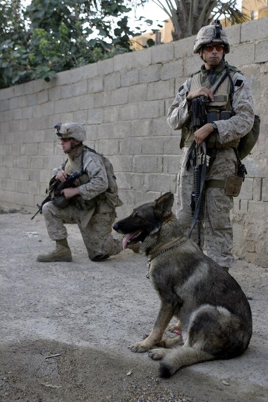 FALLUJAH, Iraq - Cpl. Chris Mann, a K-9 handler in direct support of 1st Battalion, 6th Marine Regiment, and his German shepherd, Nick, pause to provide security along a street corner here July 7 during Operation Hard Knock.  The 23-year-old Bartlett, Tenn. native and his canine companion worked alongside the battalion's infantrymen and Iraqi Security Forces to search residencies for hidden weapons and explosive materials.