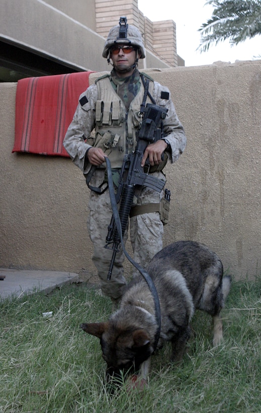 FALLUJAH, Iraq - Cpl. Chris Mann, a K-9 handler in direct support of 1st Battalion, 6th Marine Regiment, and his German shepherd, Nick, search through a yard outside a home here July 7 during Operation Hard Knock.  The 23-year-old Bartlett, Tenn. native and his canine companion worked alongside the battalion's infantrymen and Iraqi Security Forces to search residencies for hidden weapons and explosive materials.