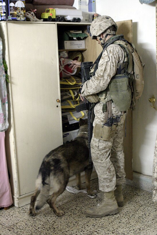 FALLUJAH, Iraq - Cpl. Chris Mann, a K-9 handler in direct support of 1st Battalion, 6th Marine Regiment, and his German shepherd, Nick, search through a home here July 7 during Operation Hard Knock.  The 23-year-old Bartlett, Tenn. native and his canine companion worked alongside the battalion's infantrymen and Iraqi Security Forces to search residencies for hidden weapons and explosive materials.