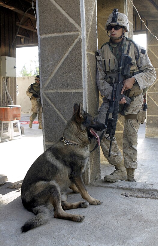 FALLUJAH, Iraq - Cpl. Chris Mann, a K-9 handler in direct support of 1st Battalion, 6th Marine Regiment, and his German shepherd, Nick, pause to provide security beside a building here July 7 during Operation Hard Knock.  The 23-year-old Bartlett, Tenn. native and his canine companion worked alongside the battalion's infantrymen and Iraqi Security Forces to search residencies for hidden weapons and explosive materials.