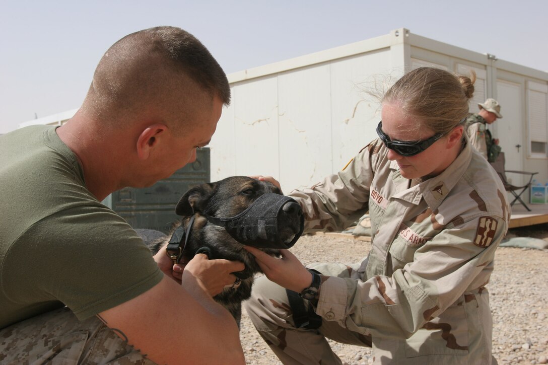 AL ASAD, Iraq ? Army Capt. Stephanie Boyd, a veterinarian and Hampton, Va., native, examines the eyes of one of the more than 50 military working dogs in the Al Anbar province. Dany, a five-year old German shepherd and his handler, Cpl. Robert La Place, a Sacramento, Calif., native are in the middle of a six-month deployment here.