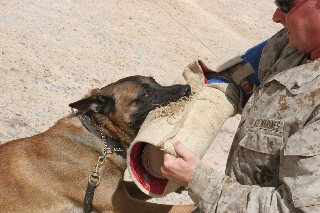 AL ASAD, Iraq ? Fido, a seven-year old Belgian Malinois ?attacks? a military working dog handler, Lance Cpl. Stephen Babbit, a New Orleans, La., native here. Fido and his handler, Sgt. Christopher Moulton, are both based at Marine Corps Base Quantico, Va.