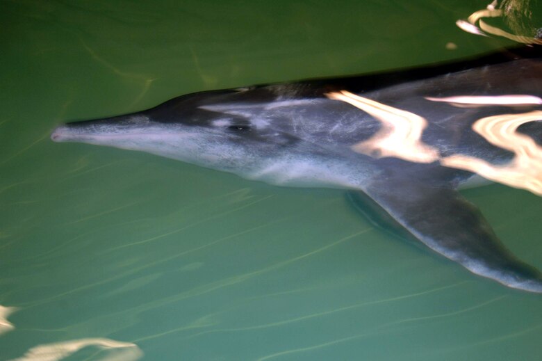 Reservists Airlift Dolphin To Florida Gt U S Air Force