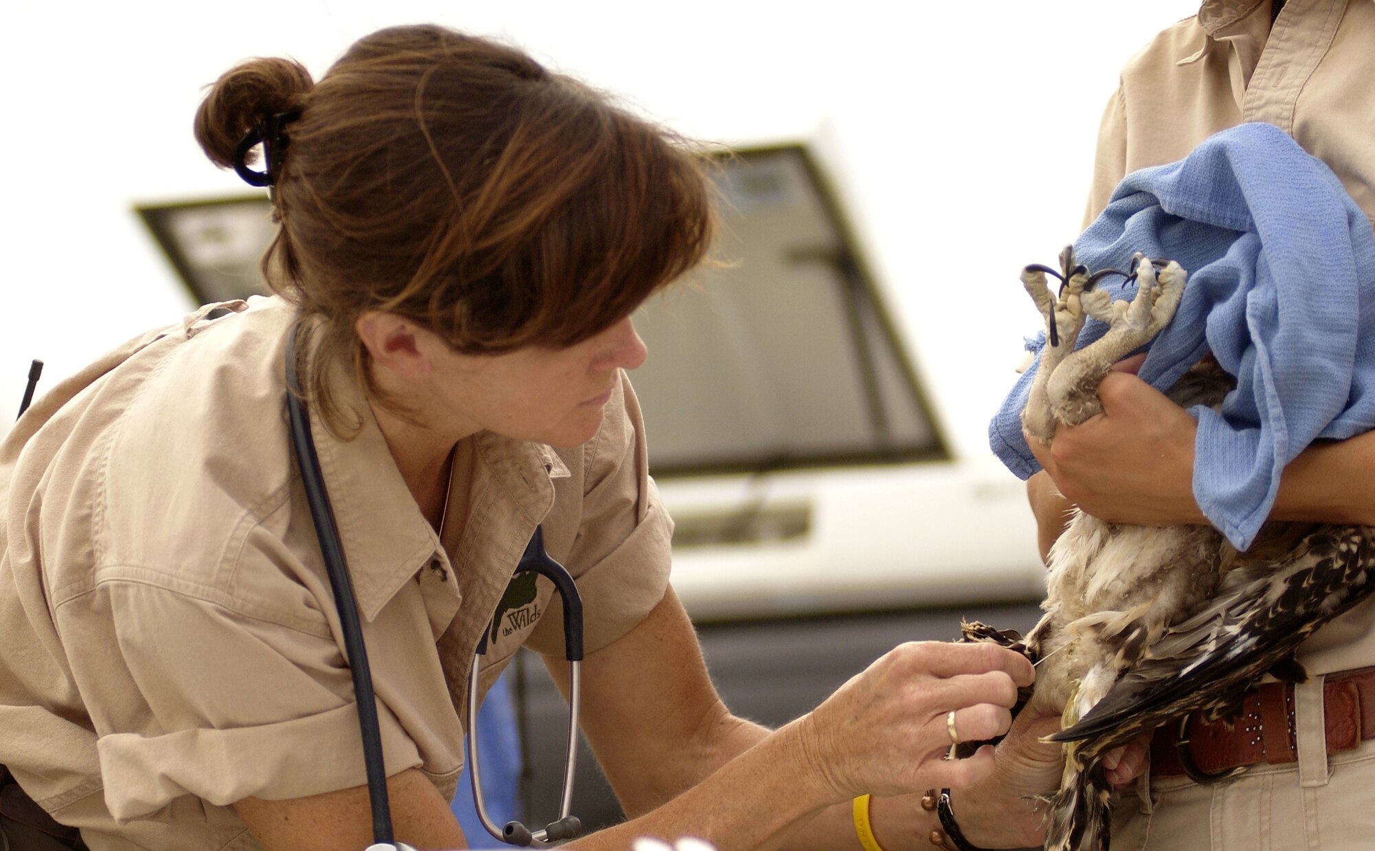 CUMBERLAND, Ohio -- Dr. Barbara Wolfe tests a recently relocated osprey from Langley Air Force Base, Va., for West Nile Virus at a conservation facility here.  The 10,000-acre facility is the largest such facility in North America and is home to 200 animals and 24 different species.  Eleven osprey were relocated from Langley to a conservation facility in Cumberland, Ohio, to control the population and minimize the risk of potential bird strikes.  Dr. Wolfe is a veterinarian with the facility.  (U.S. Air Force photo by Staff Sgt. Samuel Rogers)