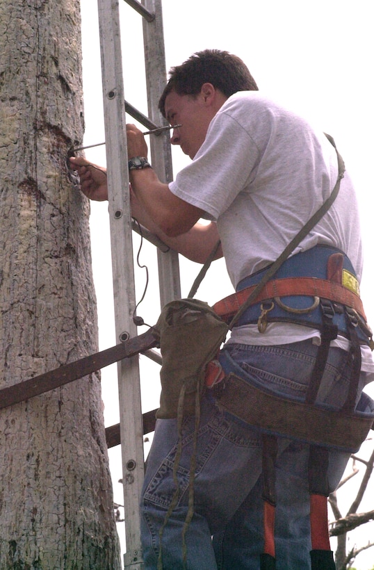 MARINE CORPS BASE CAMP LEJEUNE, N.C. - James Bradley of Chevy Chase, Md., a junior at Allegheny College in Pennsylvania, inserts a small light into an endangered Red-cockaded Woodpecker nest of Mile Hammock Bay Road on July 22. These finicky, high-maintenance birds once thrived in the pine forests stretching as far west as Texas, as far north as New Jersey and as far south as Florida, but changes in land use and the expansion of commercialized civilization have deprived them of critical habitats. (Official Marine Corps photo by Lance Cpl. Matthew K. Hacker)