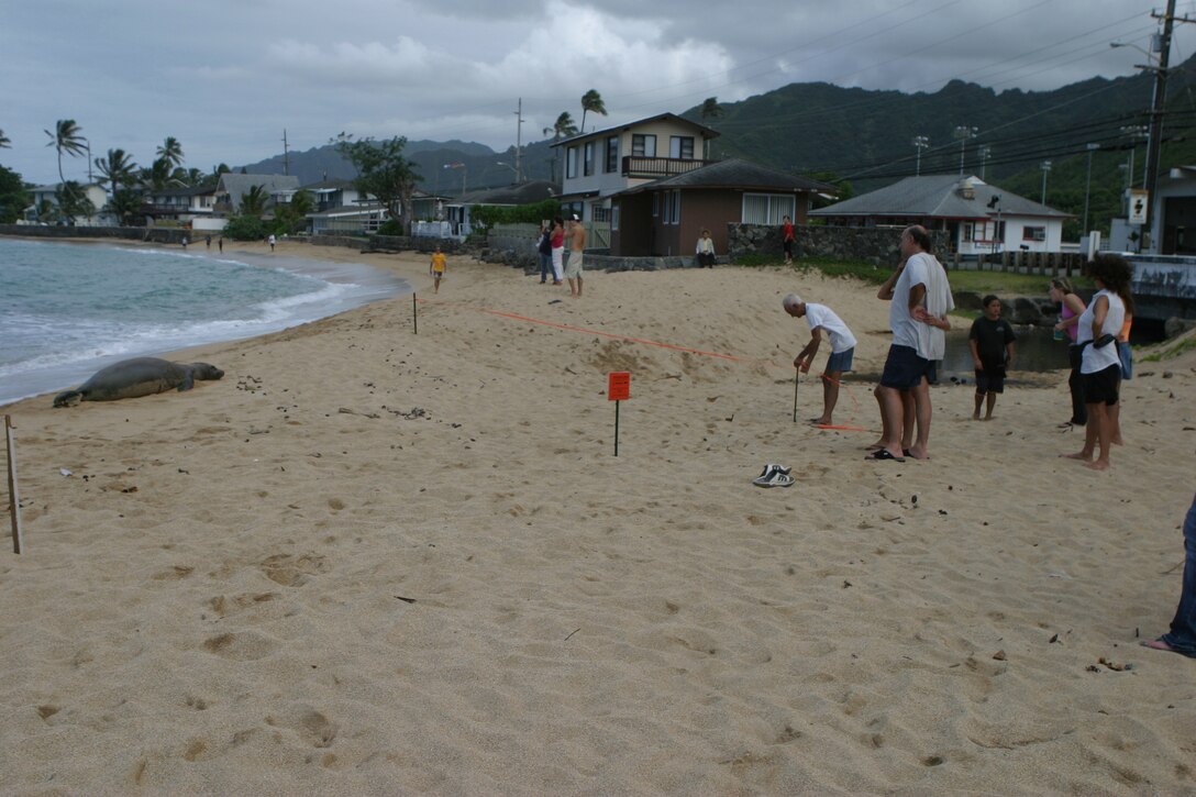 Residents of Oahu's North Shore set up barriers around the Hawaiian Monk Seal that has beached itself on the shore.  As an endangered species, the Monk Seals are to be protected from harm and harassment.
