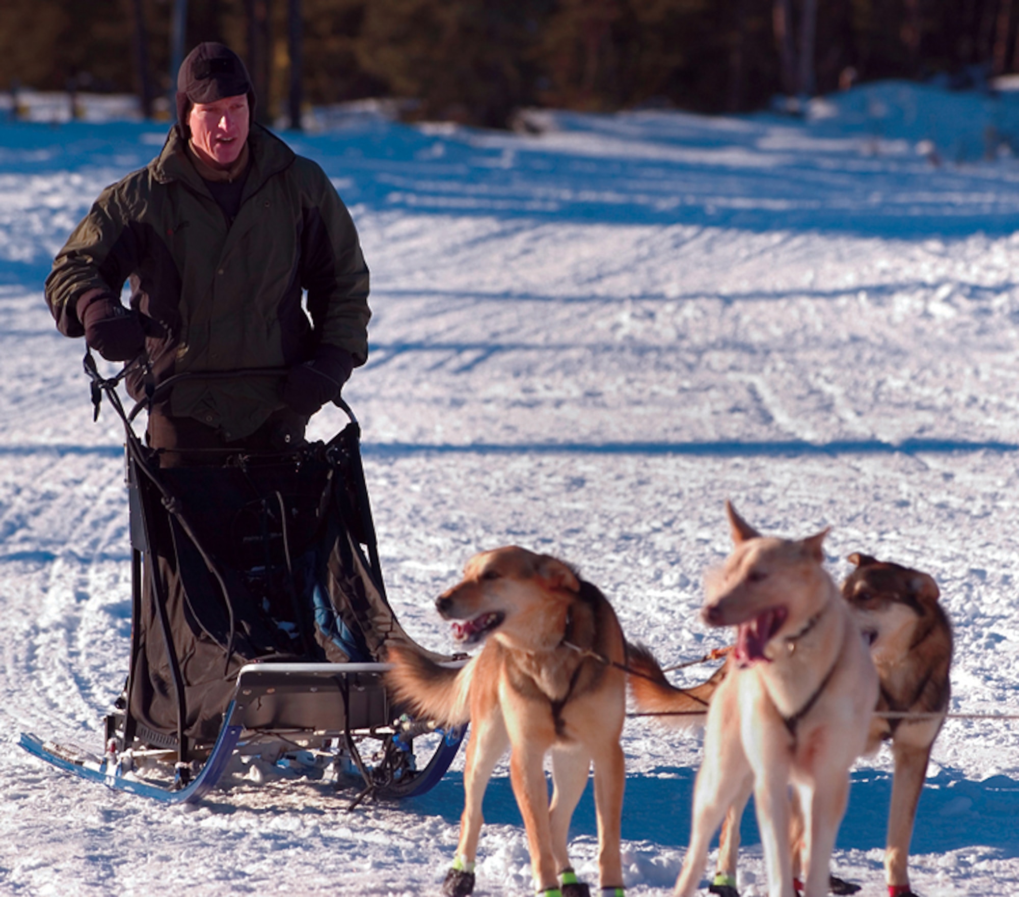 CHUGIAK, Alaska -- Maj. (Dr.) Thomas Knolmayer prepares for a training run with his dog team Feb. 27.  On March 5, he will be the only active-duty servicemember to begin the 1,131-mile Iditarod sled dog race from Anchorage to Nome.  Dr. Knolmayer is the 3rd Medical Group's chief of surgery at nearby Elmendorf Air Force Base.  (U.S. Air Force photo by Tech. Sgt. Keith Brown)