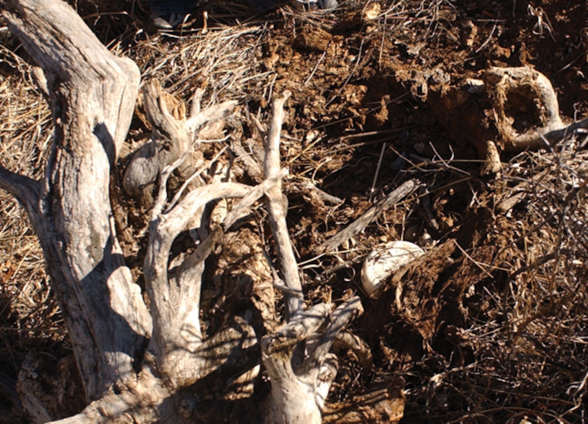 MONTANA -- Caches tend to be located under rocks, bushes or fallen trees.  (U.S. Air Force photo by Senior Airman John Parie)