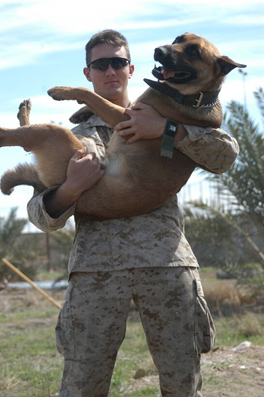 HURRICANE POINT, Ar Ramadi, Iraq (March 12, 2005) -- Lance Cpl. Marshall S. Spring, a military dog handler with Operation Force Protection, I Marine Expeditionary Force, holds his 60-pound partner, Rex, a three-year-old Belgium Malonois. Spring, 21, of Ashland, Oregon, and Rex are deployed here from Twenty-nine Palms, Calif., supporting Operation Iraqi Freedom while attached to 1st Battalion, 5th Marine Regiment. They have the mission of conducting random vehicle checks at the three vehicle checkpoints just outside the camp?s perimeter. The two have developed a special bond between them. (Official United States Marine Corps photo by Cpl. Tom Sloan)