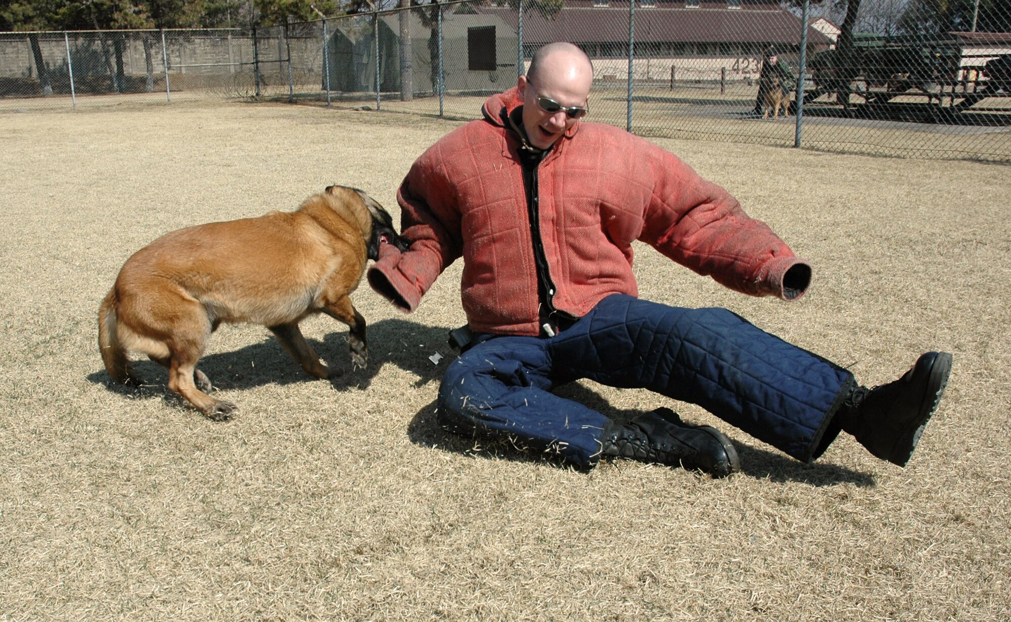 OSAN AIR BASE, South Korea -- Staff Sgt. Keith Kitchin is taken down by his dog, Elsa, during a criminal chase exercise here.  Sergeant Kitchin is wearing a special jacket designed to keep him from being harmed by the dog's bite.  Sergeant Kitchin is a 51st Security Forces Squadron military working dog handler.  The dogs are highly trained to obey specific commands and for multiple tasks.  The dogs are trained to bite and hold because it mitigates injuries to the victim.  The military working dog kennel here is the largest operational kennel in the Air Force.  (U.S. Air Force photo by Staff Sgt. Russell Wicke)