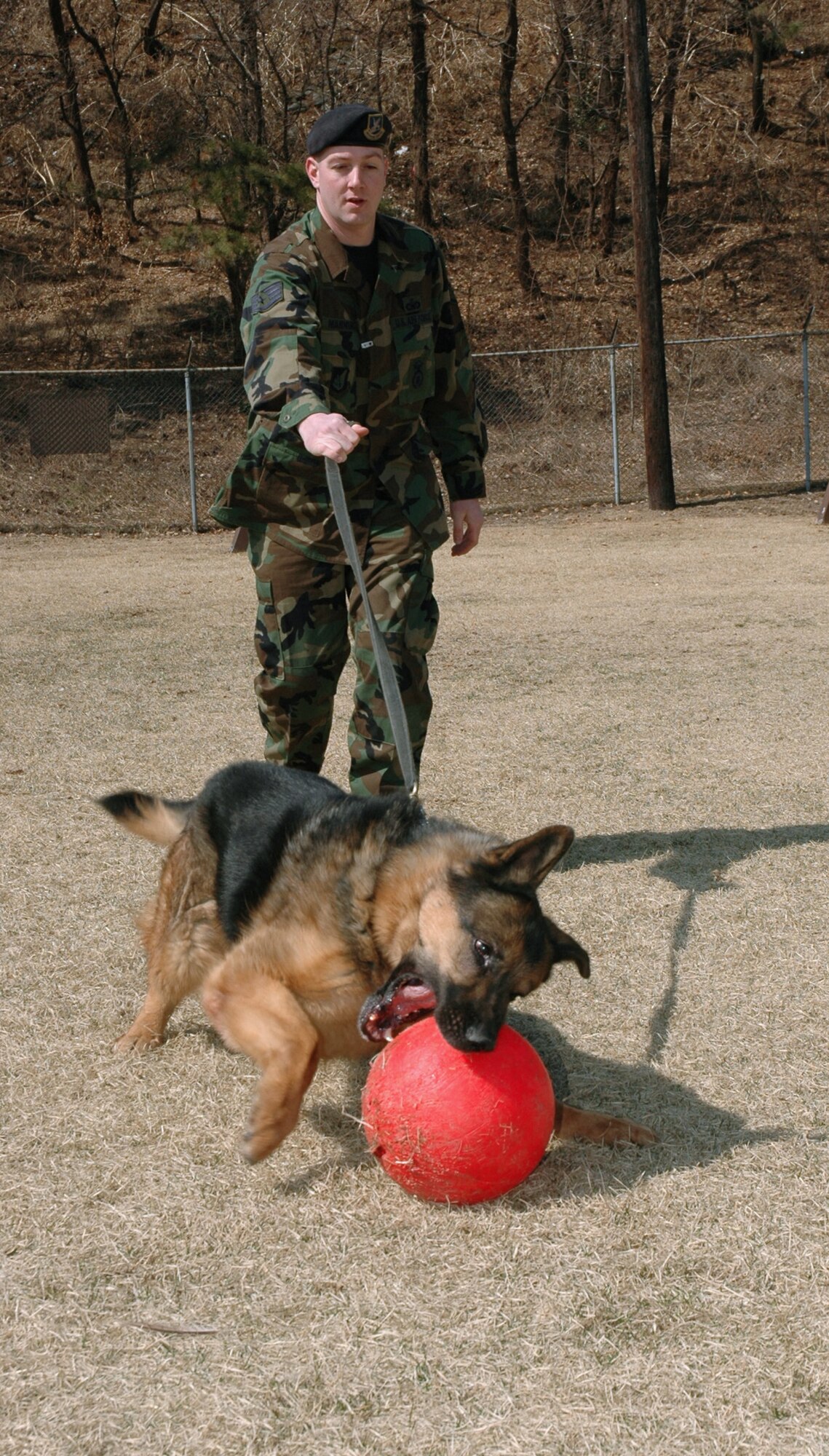 OSAN AIR BASE, South Korea -- Staff Sgt. Christopher Manning lets his military working dog, Britt, get a little recreation time in during a duty day here.  Sergeant Manning is a 51st Security Forces Squadron military working dog handler.  The dogs are highly trained to obey specific commands and for multiple tasks.  The military working dog kennel here is the largest operational kennel in the Air Force.  (U.S. Air Force photo by Staff Sgt. Russell Wicke)