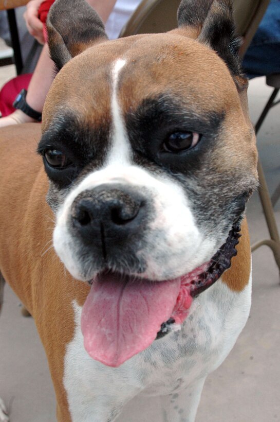 7-year-old Chelsea, a boxer, uses her saddest puppy-dog eyes on all passers-by in an effort to find out just what that wonderful smell was Friday at Britain's Farm Chuckwagon and Steakhouse. Chelsea is owned by Sgt. Stephanie Anderson of Bakersfield, Calif., an engine mechanic from Marine Attack Squadron-214.