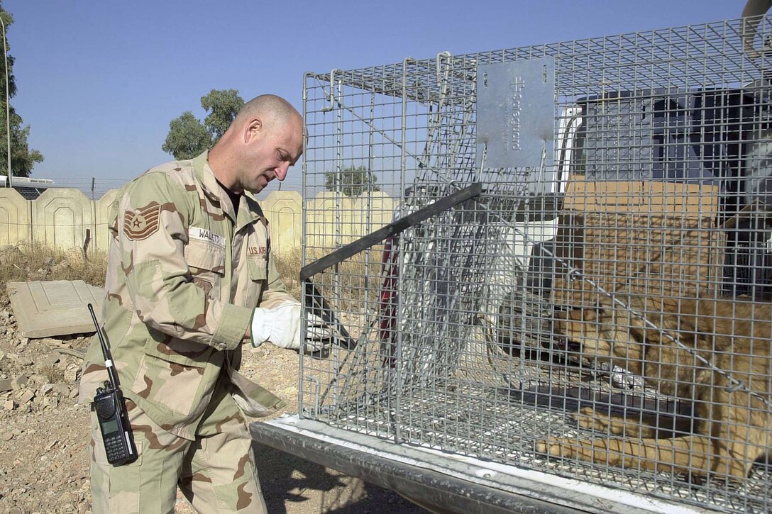 KIRKUK AIR BASE, Iraq (AFPN) -- Tech. Sgt. Stacy Wallett, a Pest Management Technician, assigned to the 506th Expeditionary Civil Engineers Squadron here, deployed from McConnell Air Force Base, Kan., secures a cage containing a trapped dog.  Rabies has been found in the animal population here and so it is necessary for technicians like Sgt. Wallett to remove stray animals that would otherwise endangered the servicemembers deployed here in support of Operation Iraqi Freedom. (U.S. Air Force Photo by Tech. Sgt. Ken Sloat)      