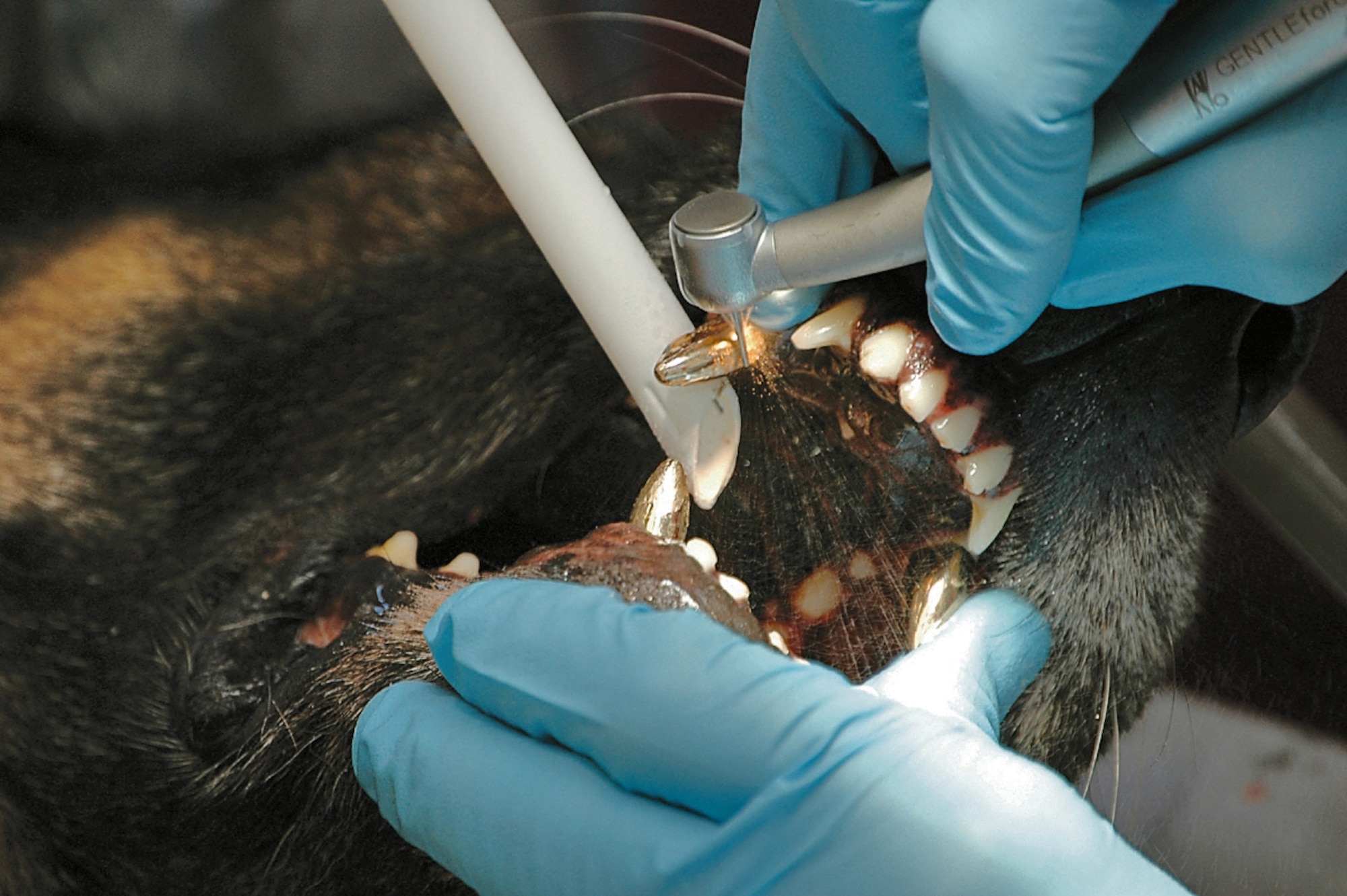 TYNDALL AIR FORCE BASE, Fla. (AFPN) - Dentist Capt. (Dr.) Lawrence Horne grinds down the gold crown on the upper canine to ensure an adequate gap exists between the upper and lower canine.  Captain Horne is a general dentist with the 325th Aeromedical-Dental Squadron. (U.S. Air Force photo by 2nd Lt. William Powell)