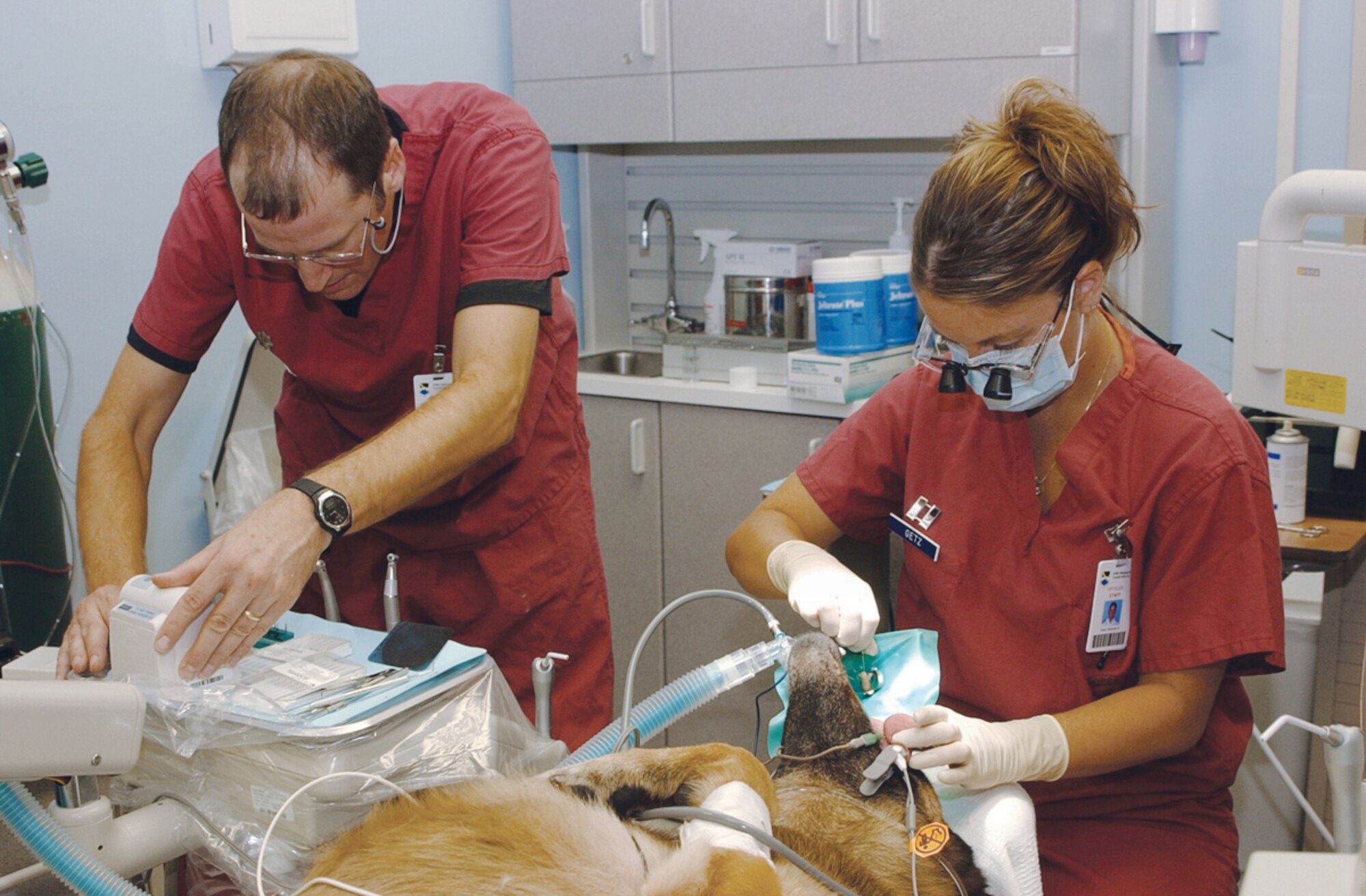 TYNDALL AIR FORCE BASE, Fla. (AFPN) -- Dentist Capt. (Dr.) Michelle Getz, and Lt. Col. (Dr.) Mark Muth, measure the length of the root in one of Rex's canines during a two-day root canal procedure. Colonel Muth and Captain Getz are with the 325th Aeromedical-Dental Squadron. Rex is a military working dog with the 325th Security Forces Squadron. (U.S. Air Force photo by 2nd Lt. William Powell)